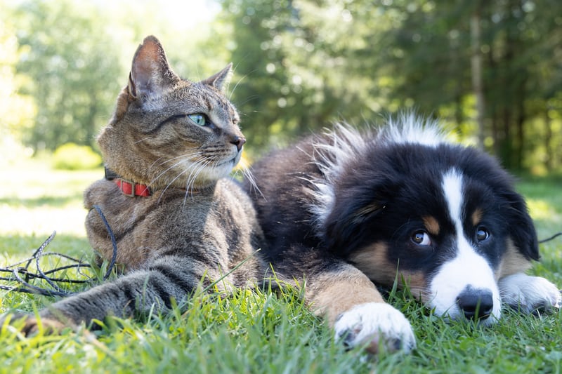 Is Pet Medical Boarding Safe and Trustworthy for Your Pets?