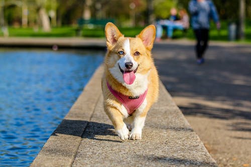 How to Maintain the Heart Health of Your Pet